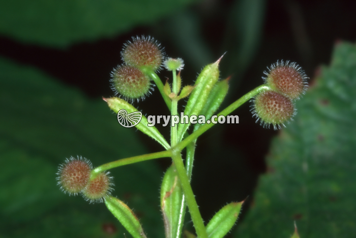 Gaillet grateron (Galium aparine) - fruits à crochets - gryphea.com